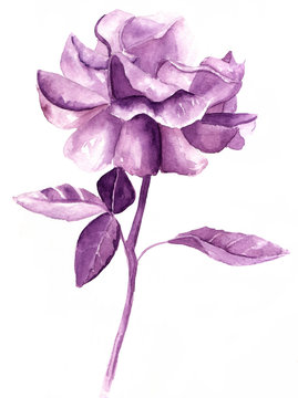 Vintage Style Purple Watercolor Rose On White Background