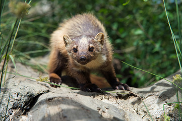 European Pine Marten (Martes Martes)/Pine Marten on log in dense green foliage