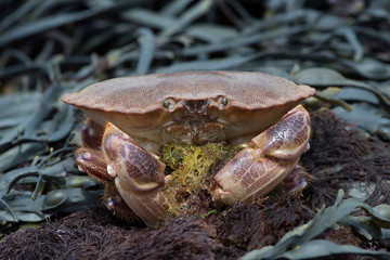 Brown Crab (Cancer Pagarus)/Brown Crab amongst Seaweed on a barnacle covered rock
