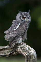 White-Faced Scops Owl (Ptilopsis Leucotis)/White-Faced Scops Owl perched on branch