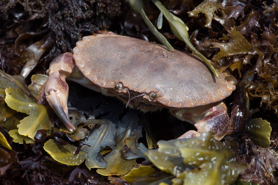 Brown Crab (Cancer Pagarus)/Brown Crab amongst Seaweed on a barnacle covered rock