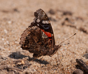 Red Admiral Butterfly