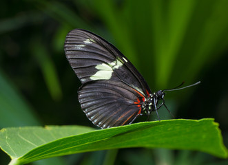 Obraz na płótnie Canvas Black Butterfly