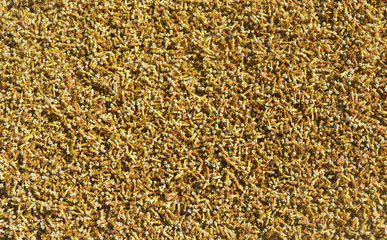 Flower of sunflowers