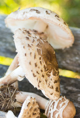 Coulemelle, champignon