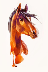 drawing head of the horse © licccka6