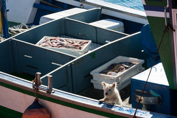 A dog alone on a fisher boat
