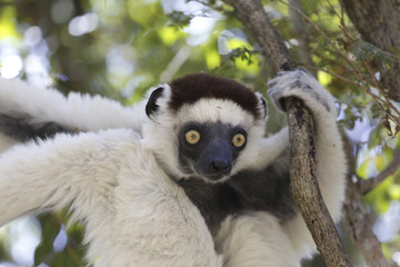 White sifaka lemur surprised in the forest