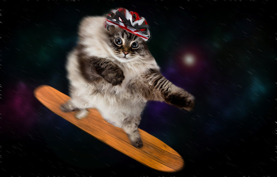 Funny Cat In Space