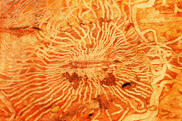 abstract wooden background