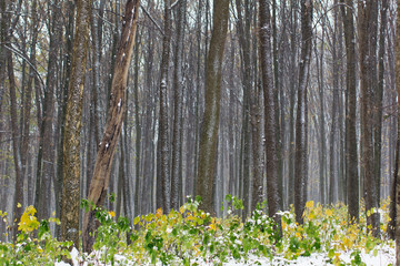 yellow and green autumn forest covered with snow