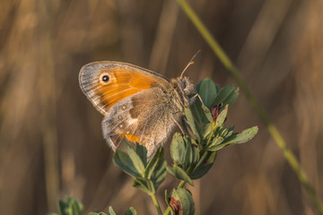Kleines Wiesenvögelchen (Coenonympha pamphilus)