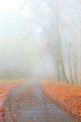 Pathway through the misty autumn park