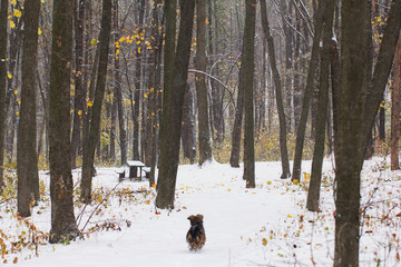 the dog in an autumn forest which covered by first snow