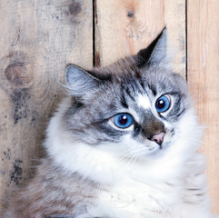Portrait of a cute fluffy blue eyed young cat