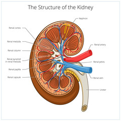 Structure of the kidney medical vector