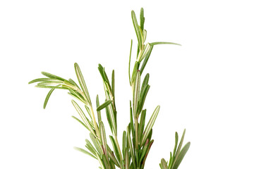 Rosemary isolated on a white background