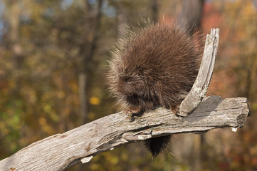Porcupine (Erethizon dorsatum) Looks Left from Branch
