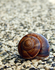 Snail on  crushed stone