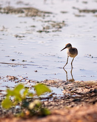 Bird looking for feed in water