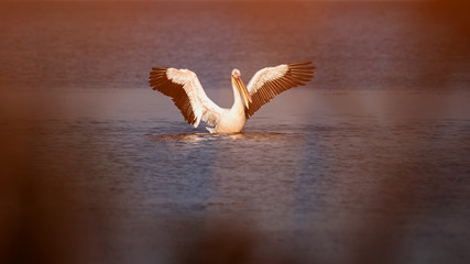 Pelican waving wings