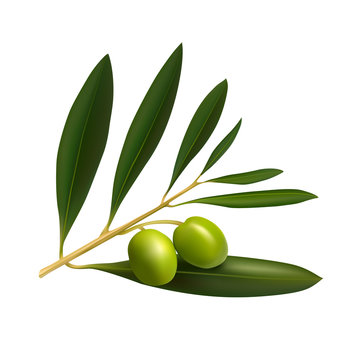 Olive tree branch on white background. Vector illustration