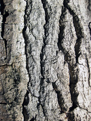 Textura de cortezas.   