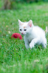 little kitten playing with a ball of yarn on the green grass