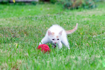 little kitten playing with a ball of yarn on the green grass