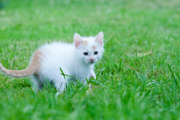 Fototapeta premium little kitten on the green grass