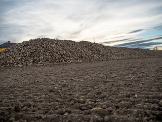 Zuckerr&uuml;benernte