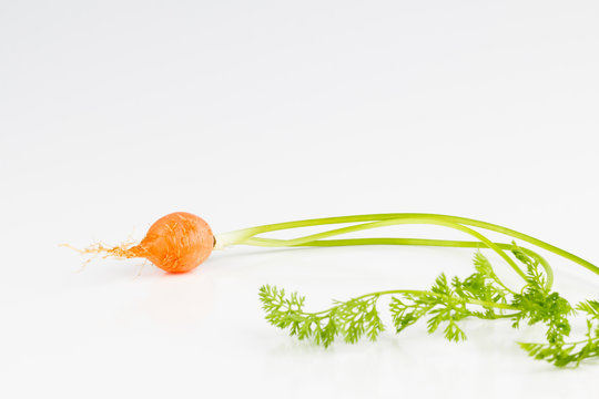 Bulbous garden carrot with white background