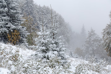 Christmas trees