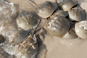 Horseshoe Crab (Limulus polyphemus) on New Jersey beaches along the Delaware Bay during spawing season © Aneese