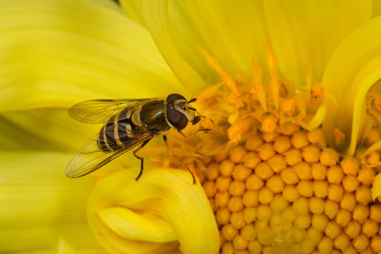 Hoverfly Collecting Pollen on a Sun Flower