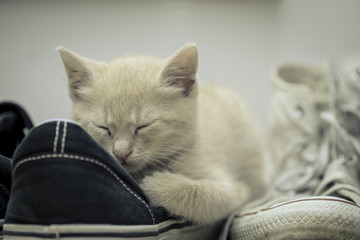 Cat sleeping on sneakers shoes.