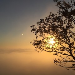 Sunset behind a tree