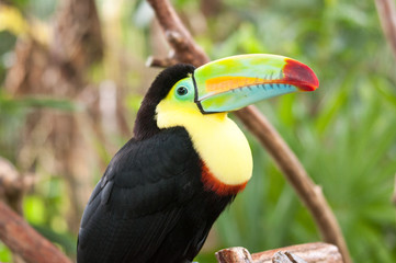 Toucan - Central America