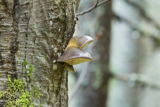 Late oyster, Panellus serotinus growing on deciduous tree