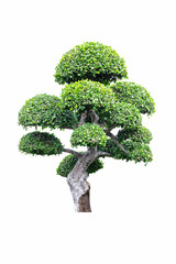 Naklejka premium bonsai tree in garden isolated on white