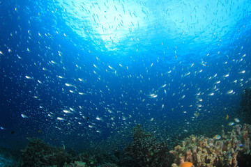 Fototapeta na wymiar Underwater scene - fish on ocean coral reef