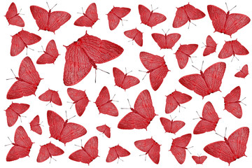 exotic color butterfly as nature background