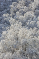 Hoarfrost on birch trees in the mountains.