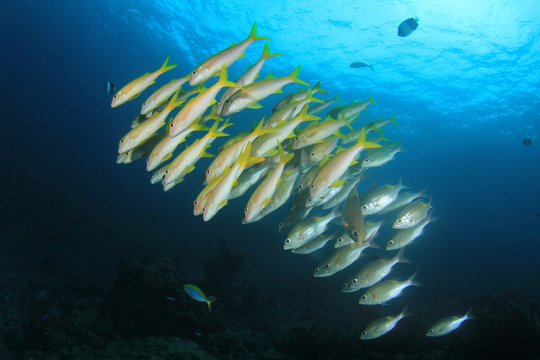 Underwater scene coral reef and fish in ocean