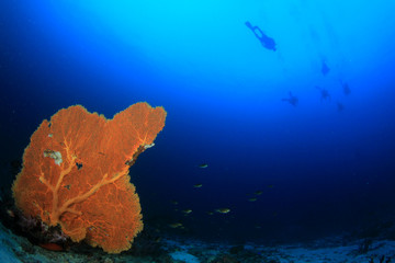 Fototapeta na wymiar Scuba diving on underwater coral reef