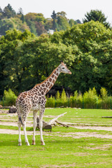 giraffes in the zoo safari park