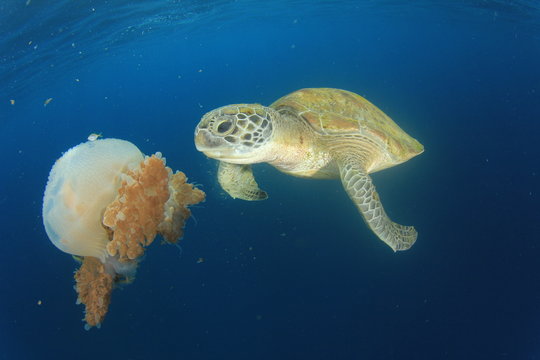 Green Sea Turtle feeds on large pelagic Jellyfish