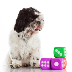 shih tzu on a white background