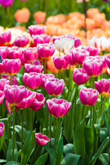 Tulips. Spring flower. beautiful flowers