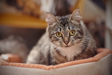 Portrait of a cat with yellow eyes of a striped color.